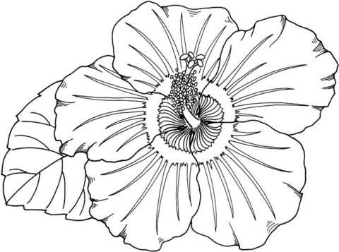 Hibiscus  Coloring Page